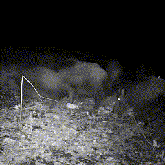 "Camera per fauna selvatica, visione notturna, foto e video HD, design robusto, mimetico, impermeabile, LED infrarossi invisi