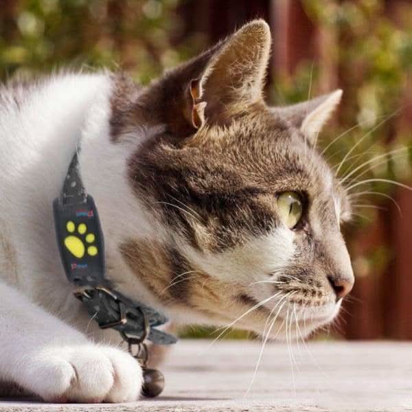 Smartphone app displaying real-time location of a cat with a GPS tracker, ensuring pet safety & monitoring.