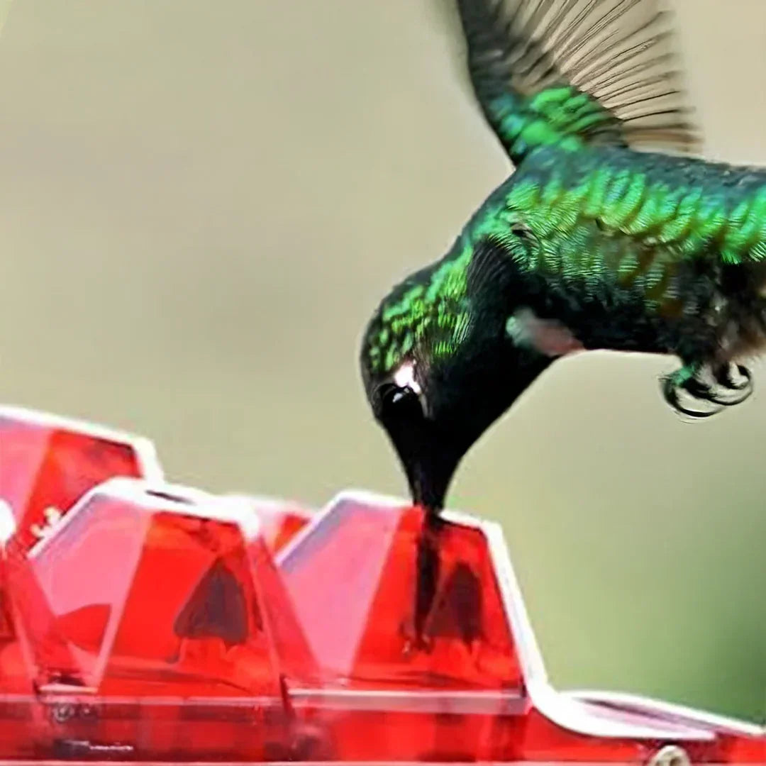 Outdoor hummingbird feeder, ant-proof & bee-resistant, designed for nature lovers. Enhance your garden & backyard wildlife viewing.