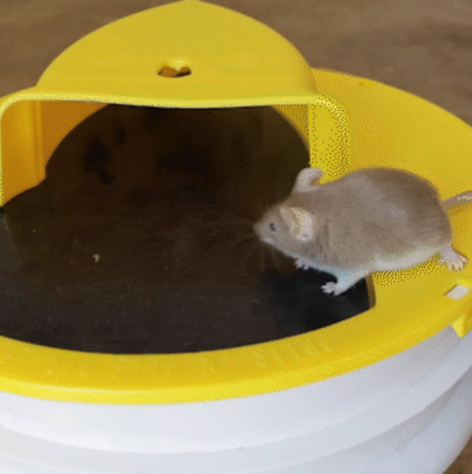 Humane indoor/outdoor bucket mouse trap lid for live catch pest control. Animal friendly rodent solution.