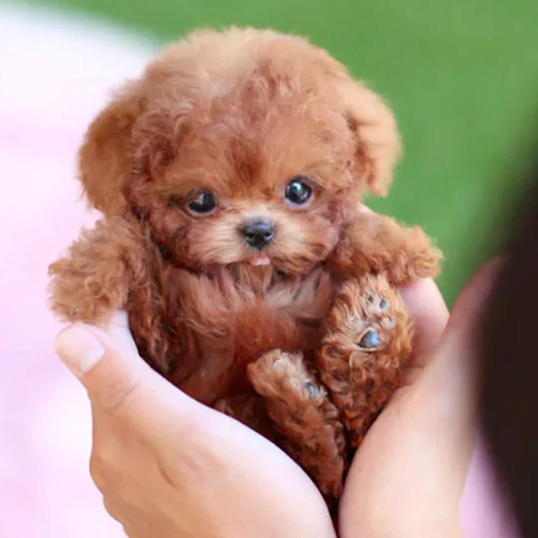 Kids' interactive stuffed dog toy, inspiring imaginative play for hours.