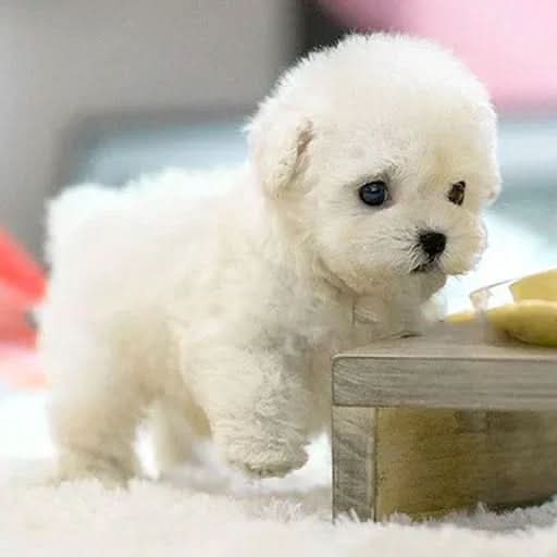 Charming plush dog toy, an ideal children's gift & cuddly companion.