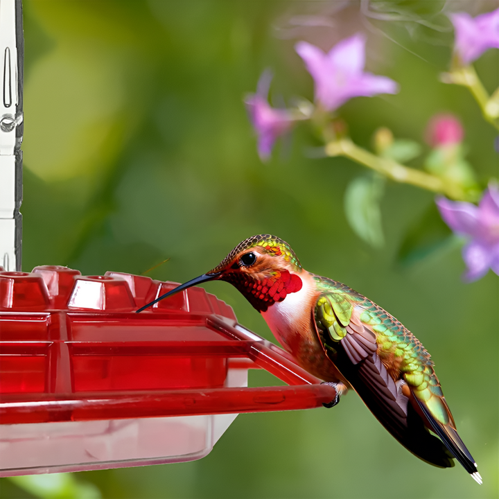 Polycarbonate hummingbird feeder with built-in ant moat and bee deterrent, perfect for garden bird watching.