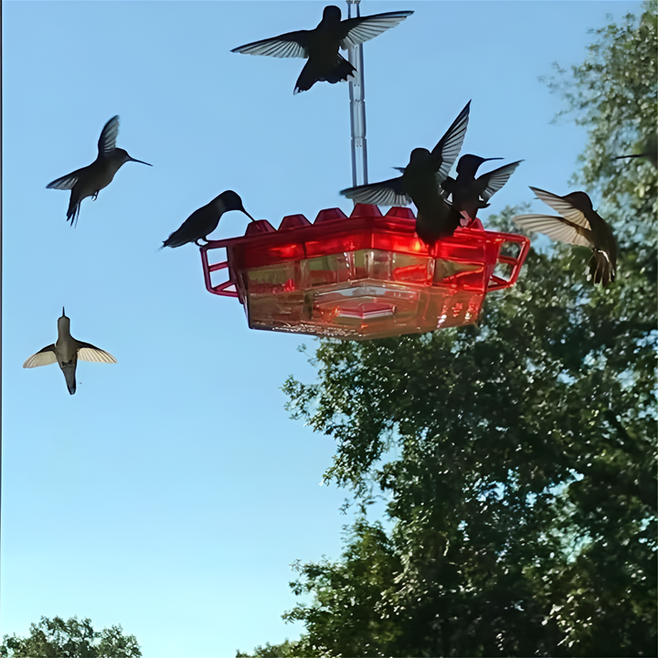 Vibrant hummingbird feeder designed with ant and bee protection, inviting hummingbirds to your outdoor garden.