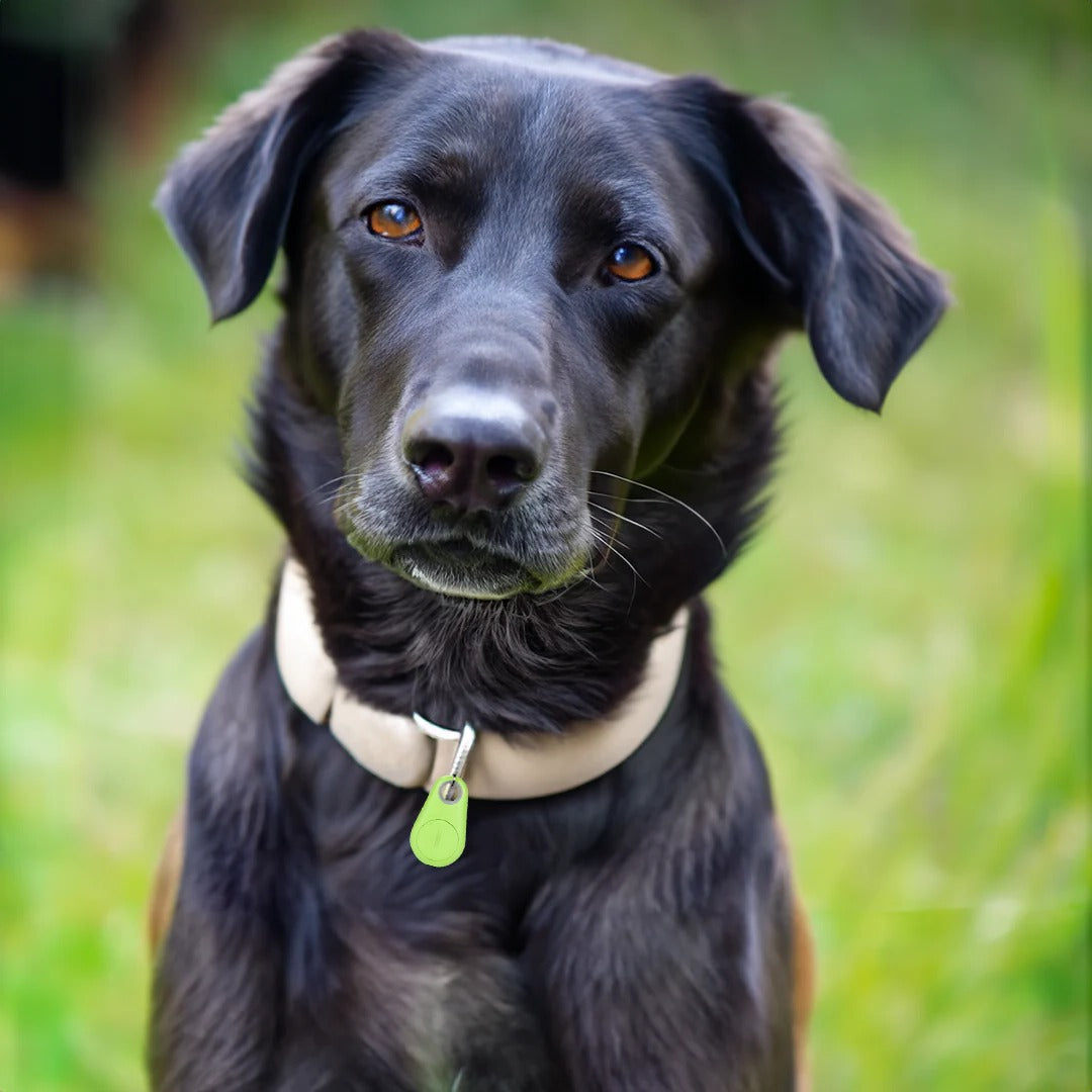 Essential pet accessory: smart waterproof GPS tracker for real-time location and safety of dogs & cats.
