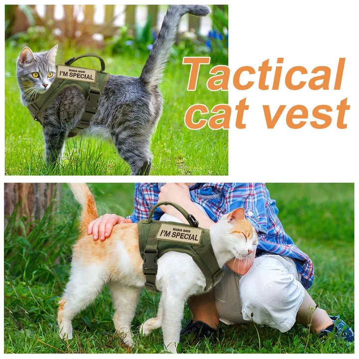 Cat wearing a black tactical harness vest, ready for adventure and outdoor walking