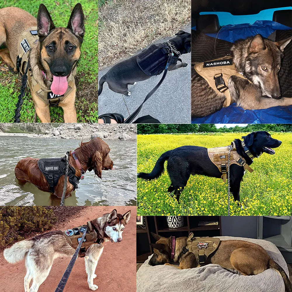 K9 training gear: heavy-duty tactical no-pull dog harness with handle on a dog