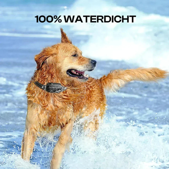 Dog gear: Effective 3300ft remote training collar, waterproof, for behavior correction and dog obedience.